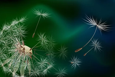 HD Dandelion Wallpapers And Photos