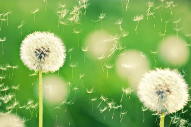 Dandelion Flower Wallpapers