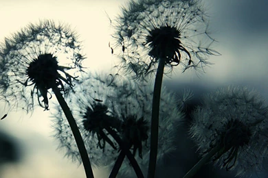 Awesome Dandelion Image