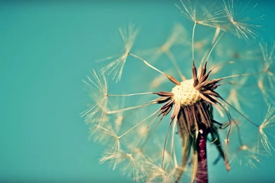 Flower Wallpapers Dandelion 21 Backgrounds Wallpapers ...