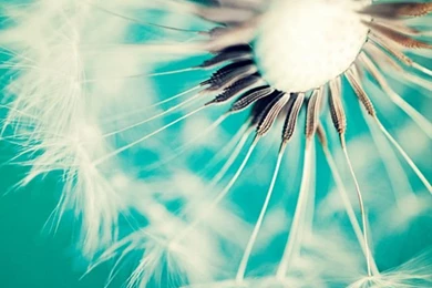 Dandelion iPhone Wallpapers HD 10092   HD Wallpapers Site