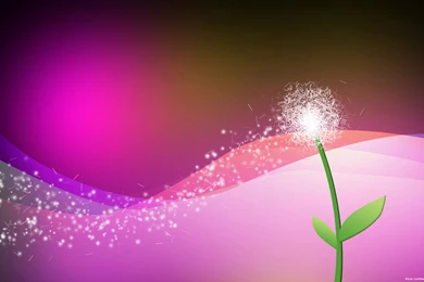 Dandelion Wallpapers By Piraatjuh On DeviantArt