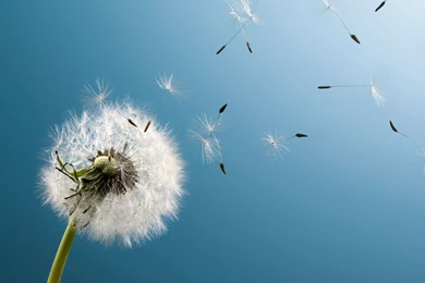 Dandelion Wallpapers Desktop