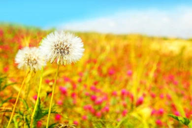 Spring Dandelions HD Desktop Wallpapers : Widescreen : High ...