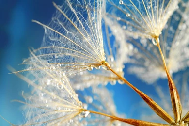 Wet Dandelion Seeds Wallpaper, The Philosophy Of Science Is ...