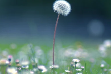 Dandelion Seedhead Isle Of Wight iPad Wallpapers Download