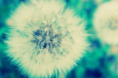 Download Wallpapers 1920x1080 Dandelion, Grass, Flowers, Feathers ...