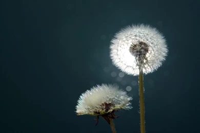 Dandelion Wallpapers