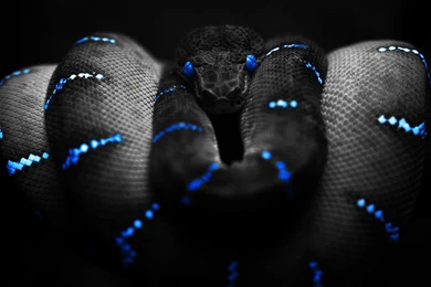 Viper Snake Wallpapers   Wallpapers Cave