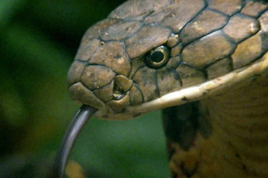 Jaguar Black Wallpapers High Resolution   Ndemok.com