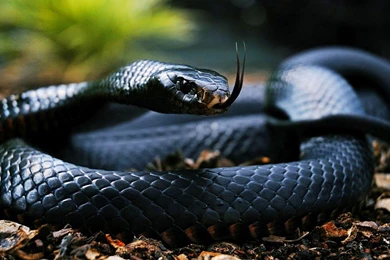 HD Wallpapers: King Cobra Snake HD Wallpapers
