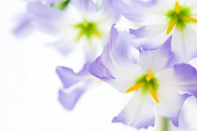 Flowers On White Backgrounds HD Desktop Wallpapers : High Definition ...