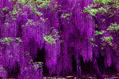 Wisteria HD Wallpapers