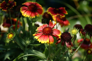 Flowers Images Free Download For Desktop HD Wallpapers