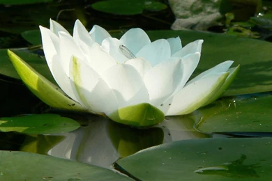Lotus Flower Wallpapers   HD Wallpapers Pretty