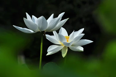 Lotus Flower Desktop Wallpapers