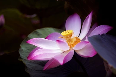 Lotus Flower Wallpapers