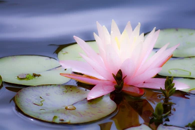 Pink Lotus Flower Wallpapers Wide   Uncalke.com