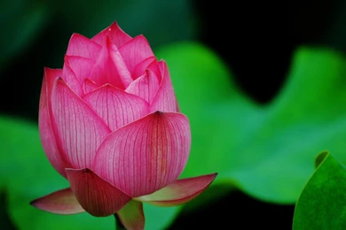 Lotus Wallpapers Hd Wallpapers 2 Wallpaper, Lotus Flower Pictures ...