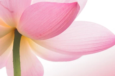 Beautiful Pink Lotus Flower   HD Wallpapers