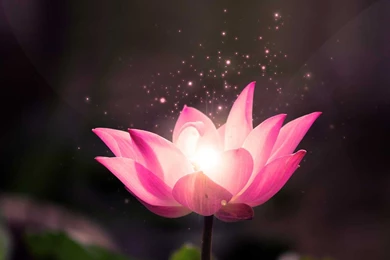 LOTUS FLOWER WALLPAPER HD FOR SMARTPHONES   Walleo.co