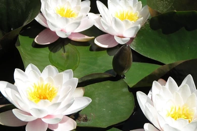 Beautiful Wallpapers Of Colour Hd (39)