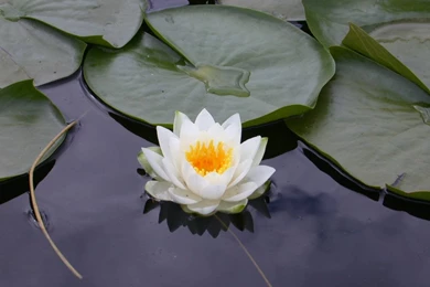 White Lotus Flower   Flower HD Wallpapers, Images, PIctures ...