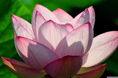 Lotus Flower HD Desktop Wallpapers : Widescreen : High Definition ...