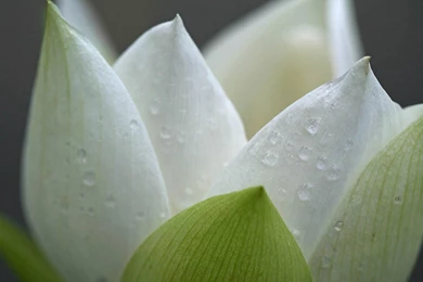 Dream Beautiful Lotus Flower Close up Photography Desktop ...