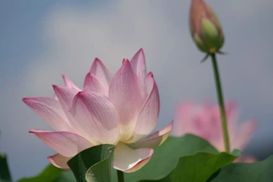 Lotus Flower And Lotus Bud Wallpapers (1920+1600 ) 7   Wallcoo.net