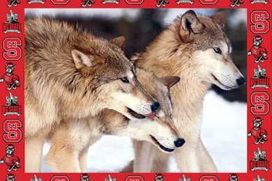Wolfpack With NC State Border, Desktop Backgrounds