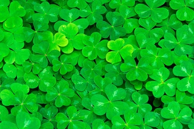 Clover Backgrounds By Tom Gil On FeelGrafix