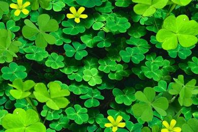 Clover Backgrounds Done By Createdwithpassion On DeviantArt