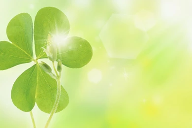 Download Wallpapers 1680x1050 Clover, Green, Plant, Flare, Glare ...