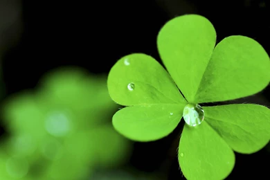 Clover Backgrounds By Tom Gil On FeelGrafix