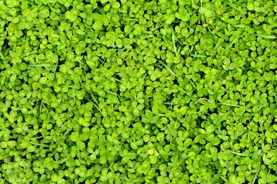 Clover Backgrounds Free Stock Photo HD   Public Domain Pictures