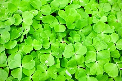 Green Clover Backgrounds