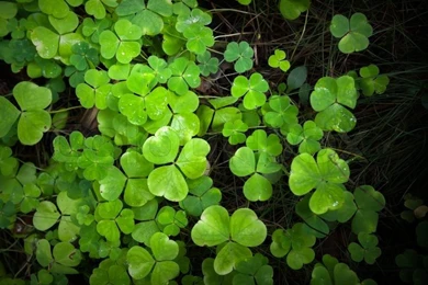 Wild Fresh Green Clover Backgrounds Texture