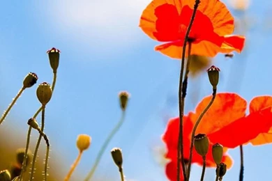 Fine looking IPhone5 Summer Wallpapers   Dzinepress