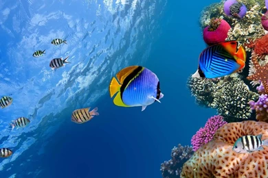 FREE HD WALLPAPERS] Marine Life – Android Forum   AndroidPIT