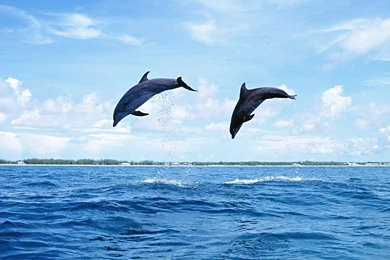 Marine Wizard Dolphin HD Wallpapers 10 － Animal Wallpapers   Free ...