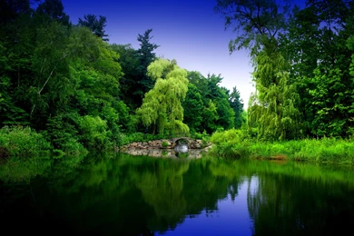 Green Forest Backgrounds Wide Wallpapers