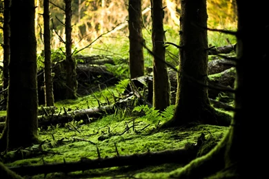 Wallpapers hd desktop beautiful green forest floor
