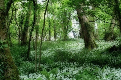 Green Forest Wallpapers   HD Wallpapers Pretty