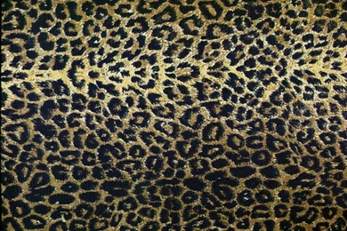 Cheetah Print Desktop Wallpapers