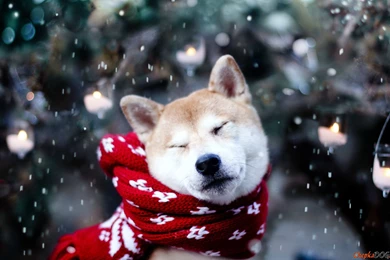 Dog, Shiba Inu Wallpaper,dog HD Wallpaper,shiba Inu HD Wallpapers ...