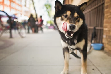 1920x1080 Shiba Inu Close up Desktop PC And Mac Wallpapers