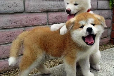 Shiba Inu Wallpapers   Android Apps On Google Play