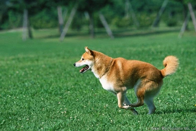 A Little Shiba Inu － Animal Wallpapers   Free Download Wallpapers ...