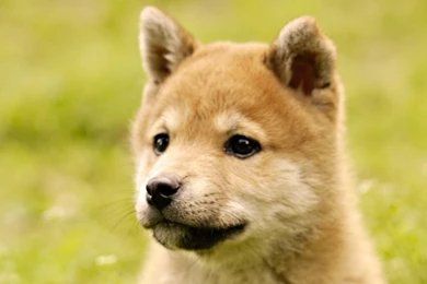 Wallpapers Dog Shiba Inu Hd 1920x1080